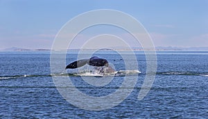 Whale watching in Baja photo