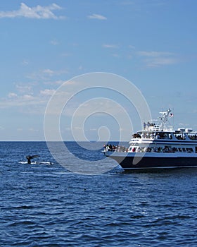 Whale Watching Boat