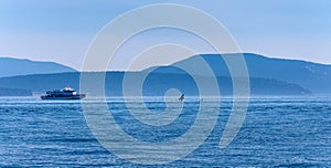 Whale watching boat close to a jumping Orca