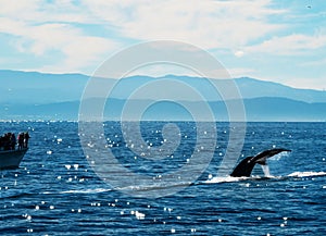 Whale watching boat near Monterey California