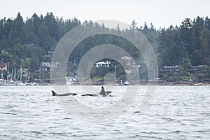 Whale Watching in Cowichan Bay