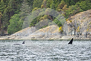 Whale Watching in Cowichan Bay