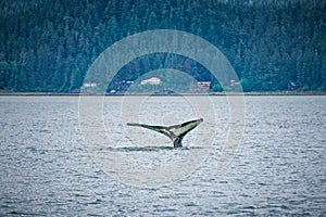 Whale watching on favorite channel alaska