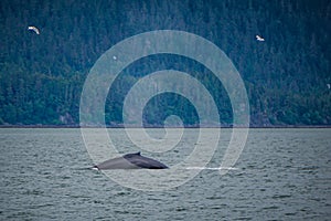 Whale watching on favorite channel alaska