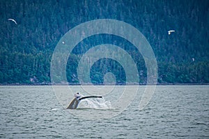 Whale watching on favorite channel alaska