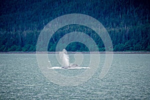 Whale watching on favorite channel alaska