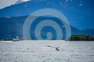 Whale watching on favorite channel alaska