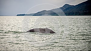 Whale watching on favorite channel alaska