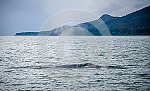 Whale watching on favorite channel alaska