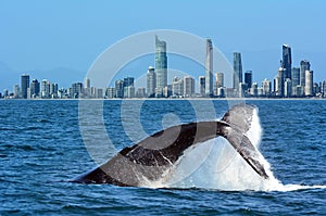 Whale Watching in Gold Coast Australia