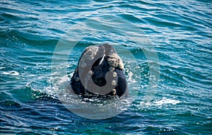 Whale watching in Hermanus near Cape Town, Western Cape, South Africa