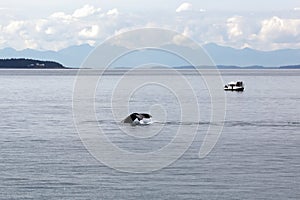Whale watching - A humpback whale tail displaying off the coast of Auke Bay, Juneau, Alaska. Water flowing off of the tail as it