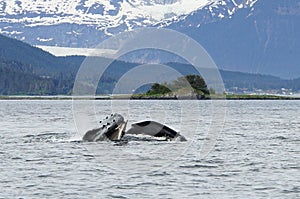 Whale watching, humpback whales in Alaska