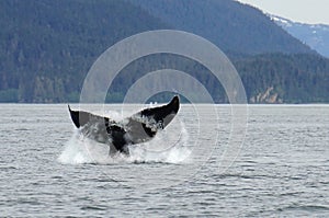 Whale watching, humpback whales in Alaska