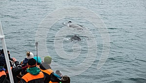 Whale Watching in Husavik, northern Iceland