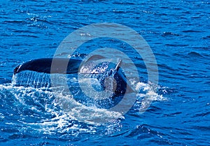 Whale Watching in Iceland