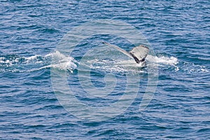 Whale watching on the Iceland coast near Husavik