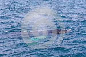 Whale watching on the Iceland coast near Husavik