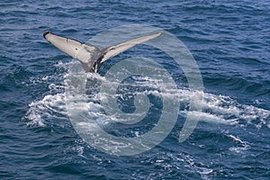 Whale watching on the Iceland coast near Husavik