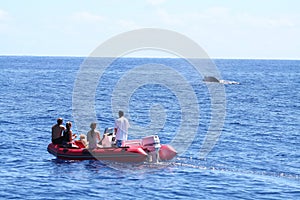 Whale watching from an inflatable boat