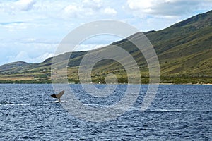 Whale watching at Maui