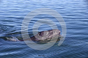 Whale watching in Baja photo