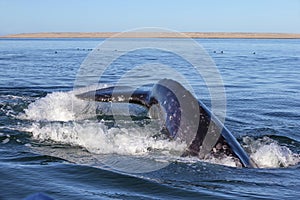 Whale watching in Baja photo