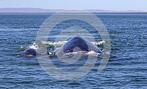 Whale watching in Baja photo