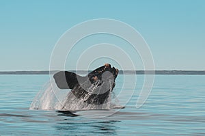Whale watching in Peninsula Valdes photo
