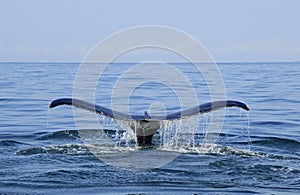 Whale watching in Puerto Vallarta