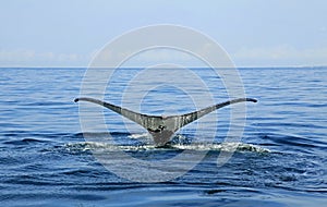 Whale watching in Puerto Vallarta