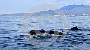 Whale watching in Puerto Vallarta photo