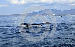 Whale watching in Puerto Vallarta photo