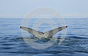 Whale watching in Puerto Vallarta photo