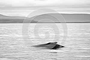 Whale watching in Skjalfandi bay.