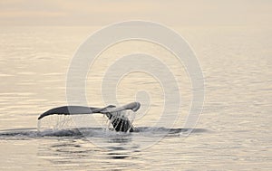 Whale watching in Skjalfandi bay.