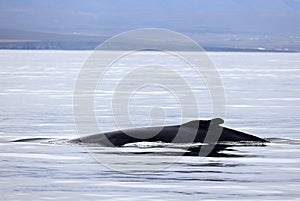 Whale watching in Skjalfandi bay. photo