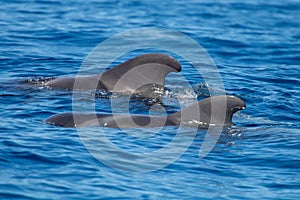 whale watching in Tenerife, open sea and nature activities in the marine park. Cetacean sighting..Pilot whales in the open sea