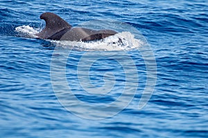 whale watching in Tenerife, open sea and nature activities in the marine park. Cetacean sighting..Pilot whales in the open sea