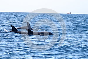 whale watching in Tenerife, open sea and nature activities in the marine park. Cetacean sighting..Pilot whales in the open sea