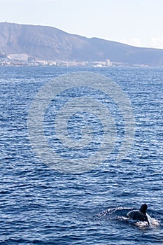 Whale watching in Tenerife. Pilot Whale swimming on ocean surface