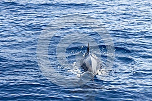 Whale watching in Tenerife. Pilot Whale swimming on ocean surface