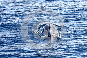 Whale watching in Tenerife. Pilot Whale swimming on ocean surface