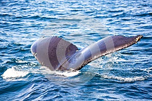 Whale watching tour in Dominican Republic. Humpback Whale splashing tail in Samana, Dominican Republic