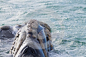 Whale watching from Valdes Peninsula,Argentina. Wildlife