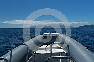 Whale watching zodiac in pico azores photo