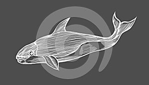 Whale water animal engraving
