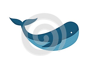 whale on a white background