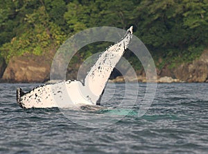 Whale White Tail Humpback Identification