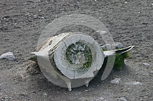 Whalebone on Antarctic beach